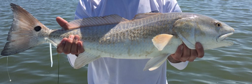 Sean Rodriguez banner
