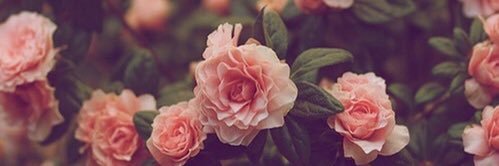_Jocceelynn_'s profile banner image