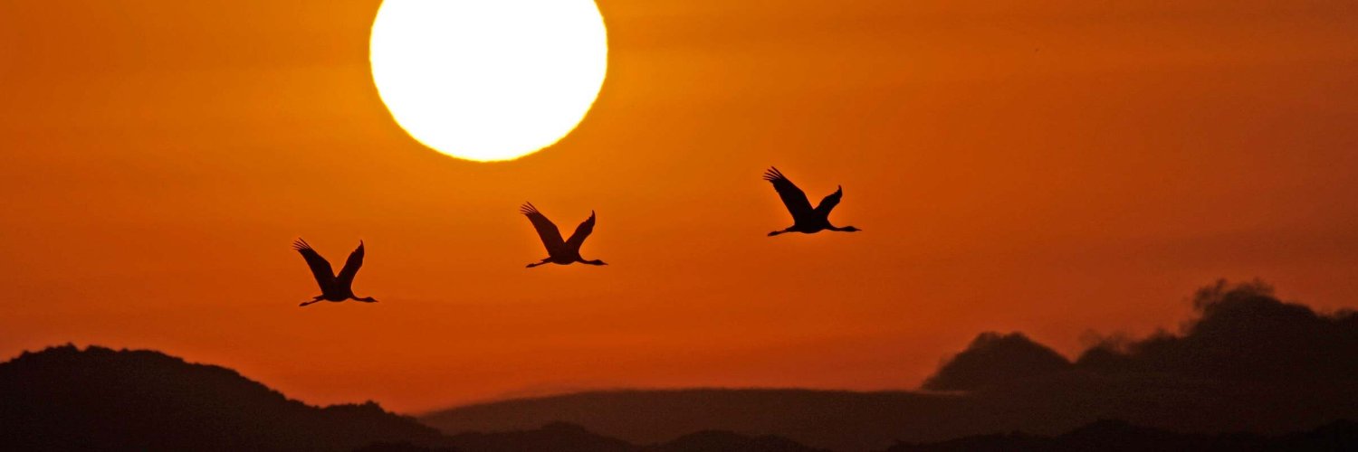 NFTBirdz's profile banner image