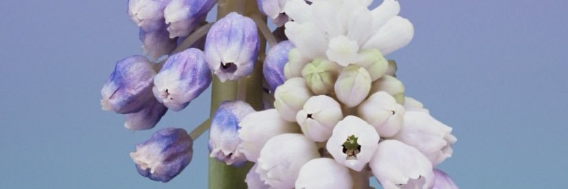Lieko banner