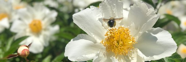 zhasgul Profile Banner