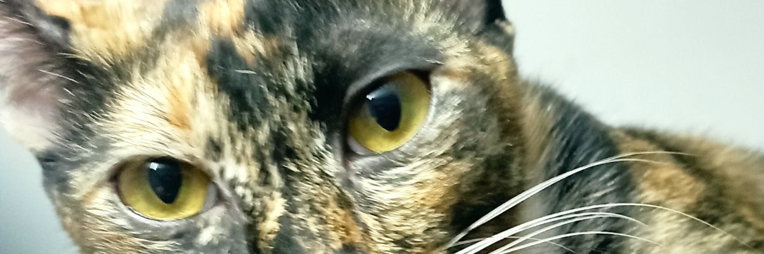 millshiee's profile banner image