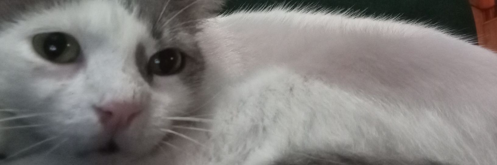 gnsilaa's profile banner image