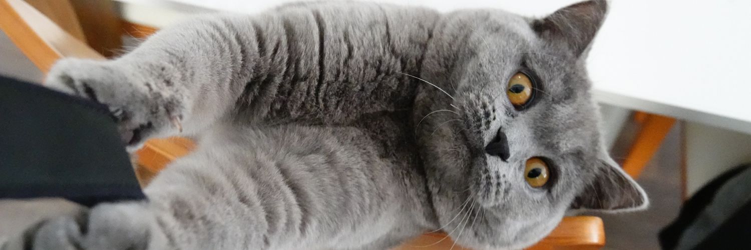 Lululovedodo's profile banner image