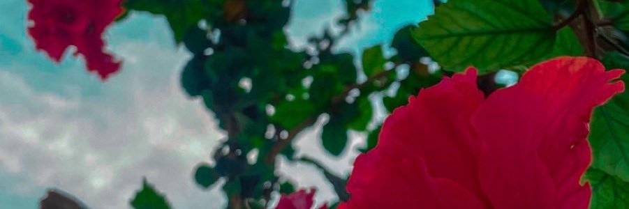 أم خالد .يارب اجبر خاطرها. banner