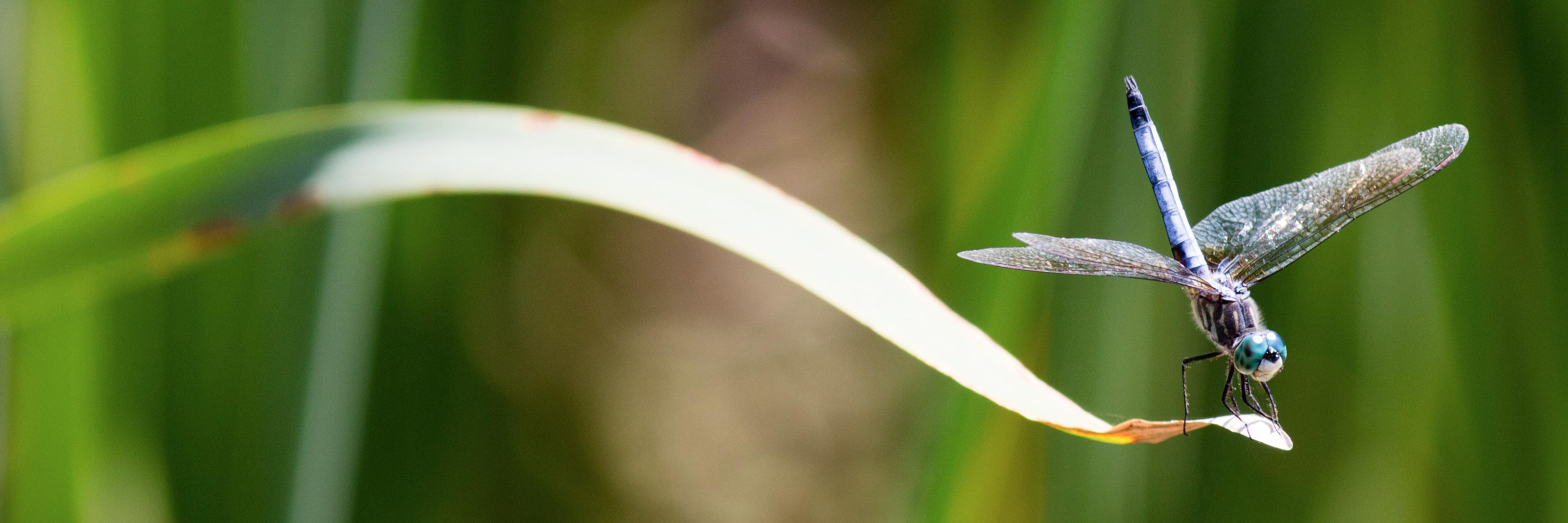 Erika Salomon banner