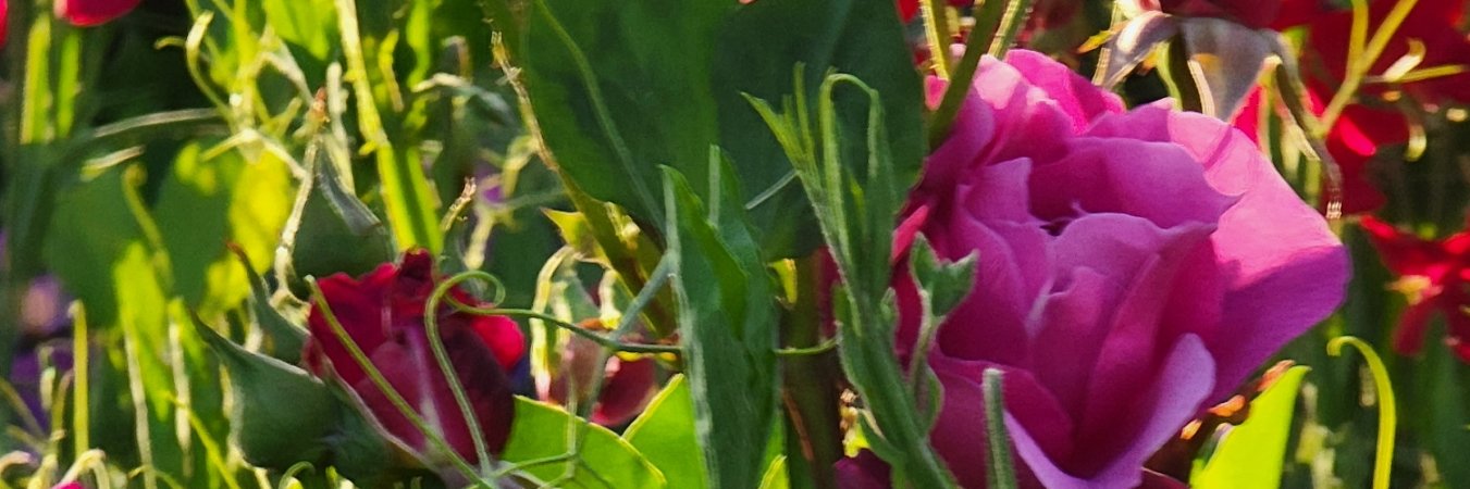 Bkwyrme's profile banner image
