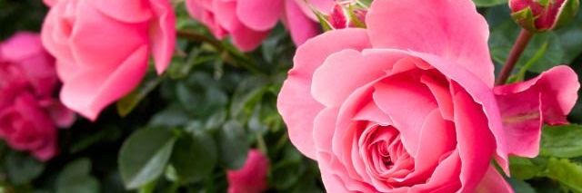 Jade B ✝️🇦🇺 banner