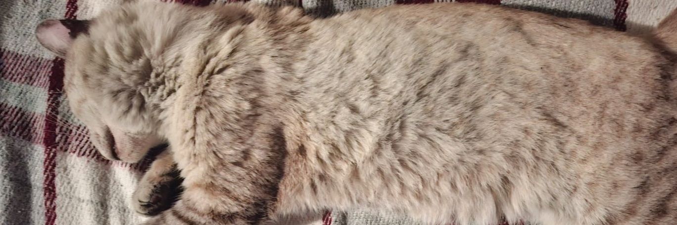 Mr. Whaledonk banner