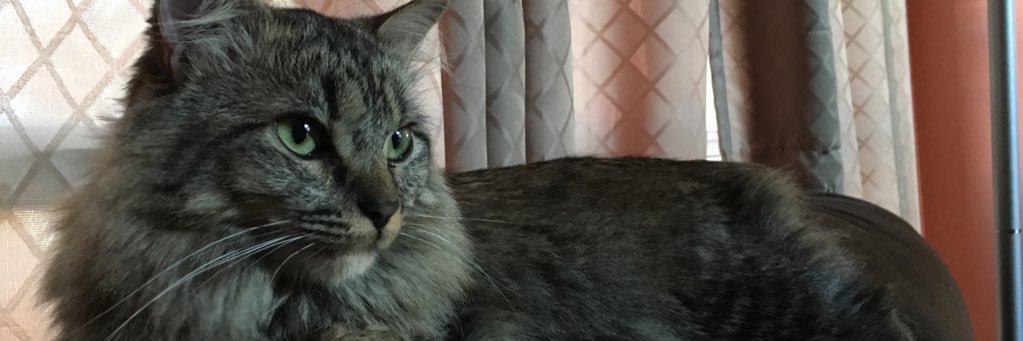 saramuffinerin's profile banner image