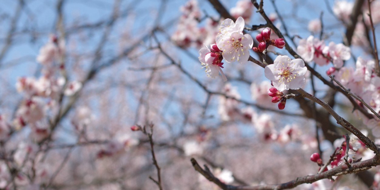 NYA? banner