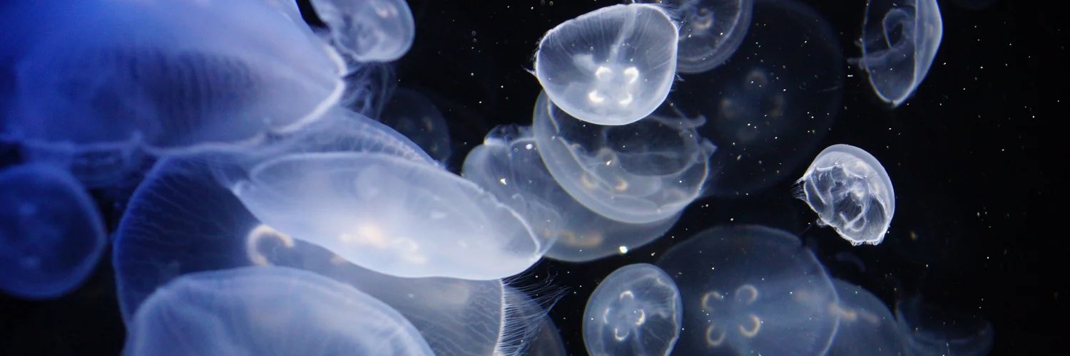 𝔐𝔢𝔤 𝔲𝔴𝔲 🩵 banner