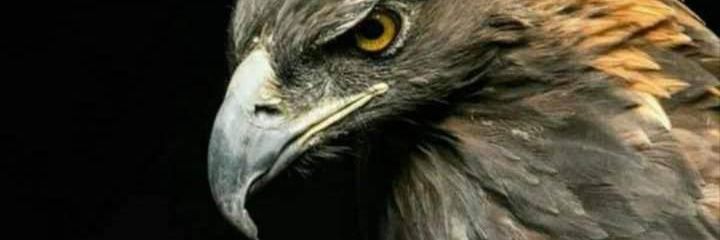 KinjalEditor's profile banner image