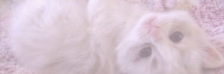listissya's profile banner image