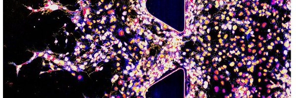 Sahar_ghpr Profile Banner