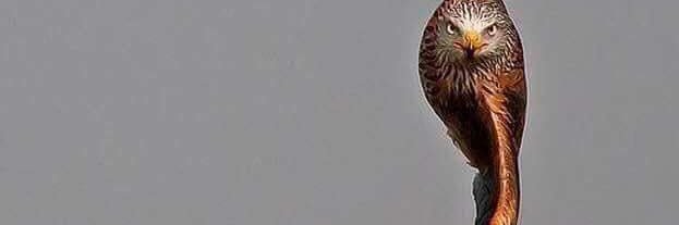 behzadch's profile banner image