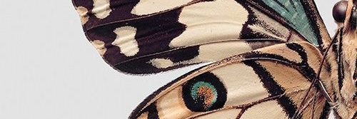 Hellenzinha banner