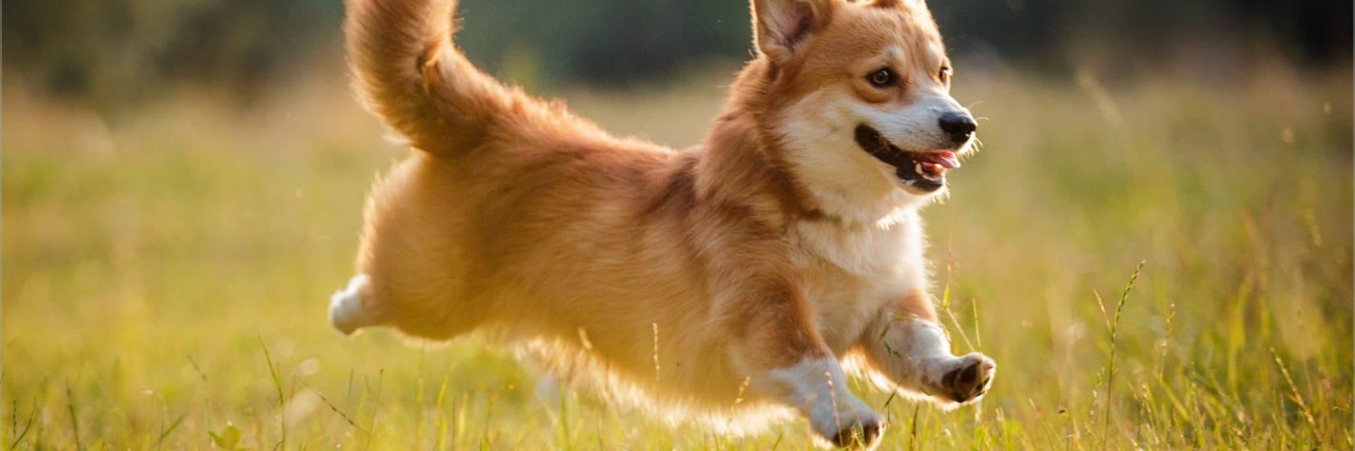 Mod Koa 🐉 MON 🕹️ $RCADE banner