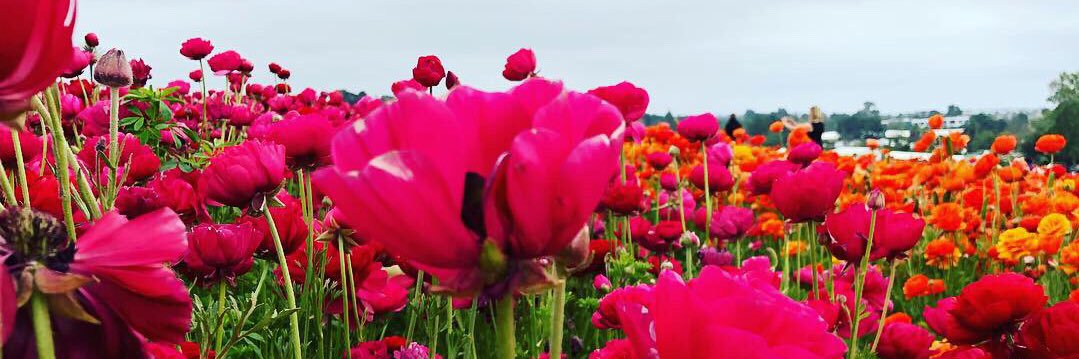 Rebecca Branscom banner