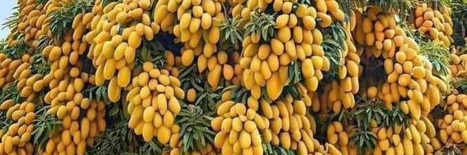 Abdul-Malik Al-Mutawakkil banner