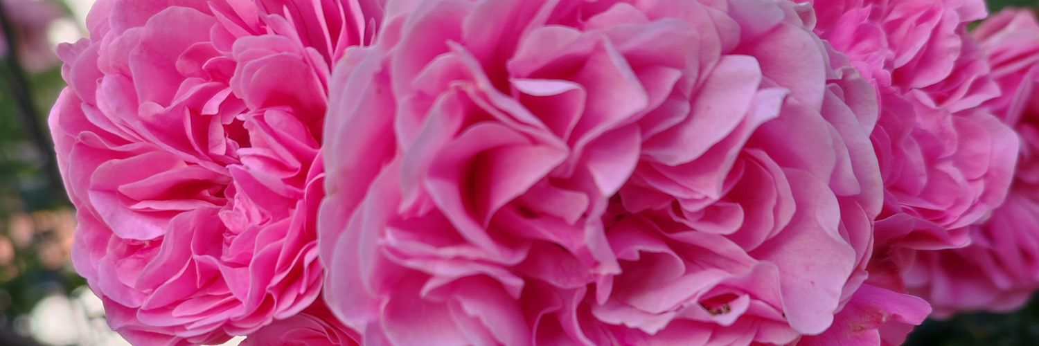 Cansumune_'s profile banner image