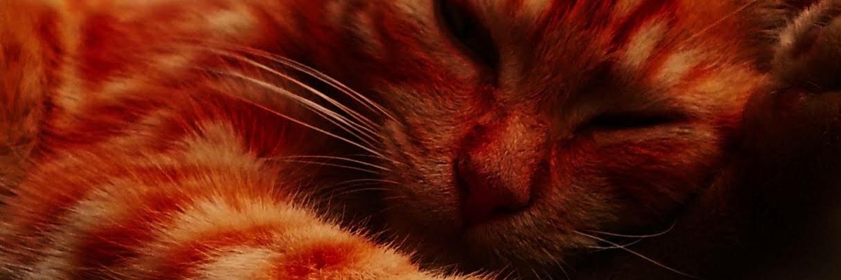 djleo507's profile banner image