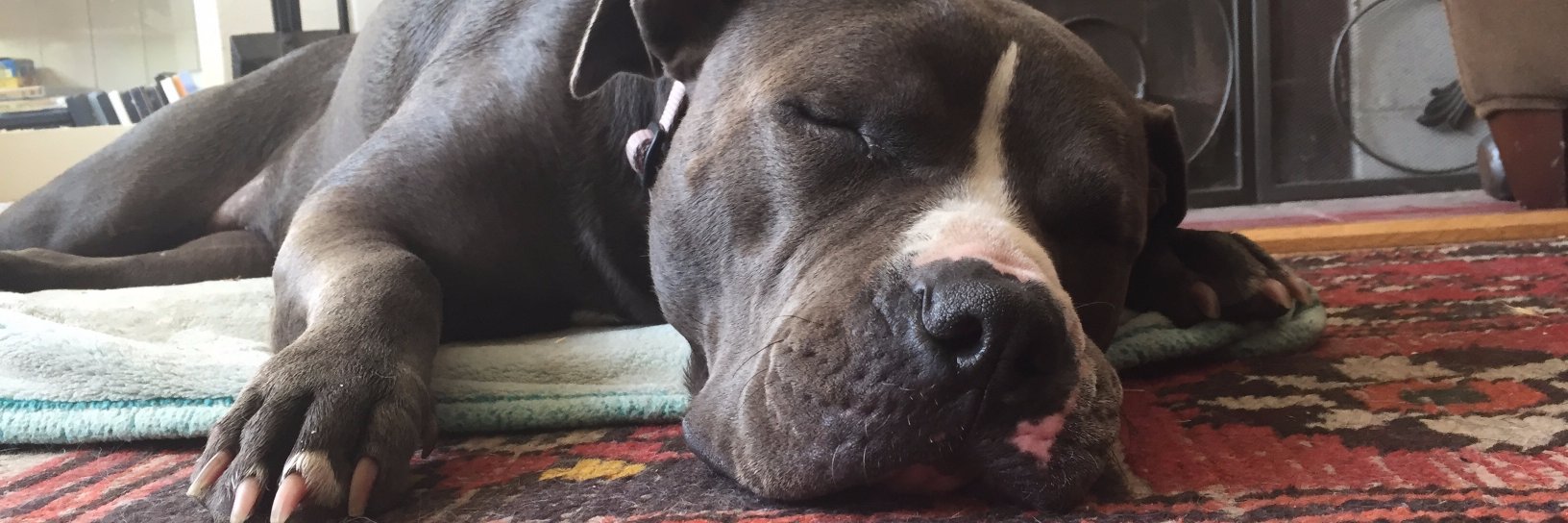 Max Czapanskiy banner