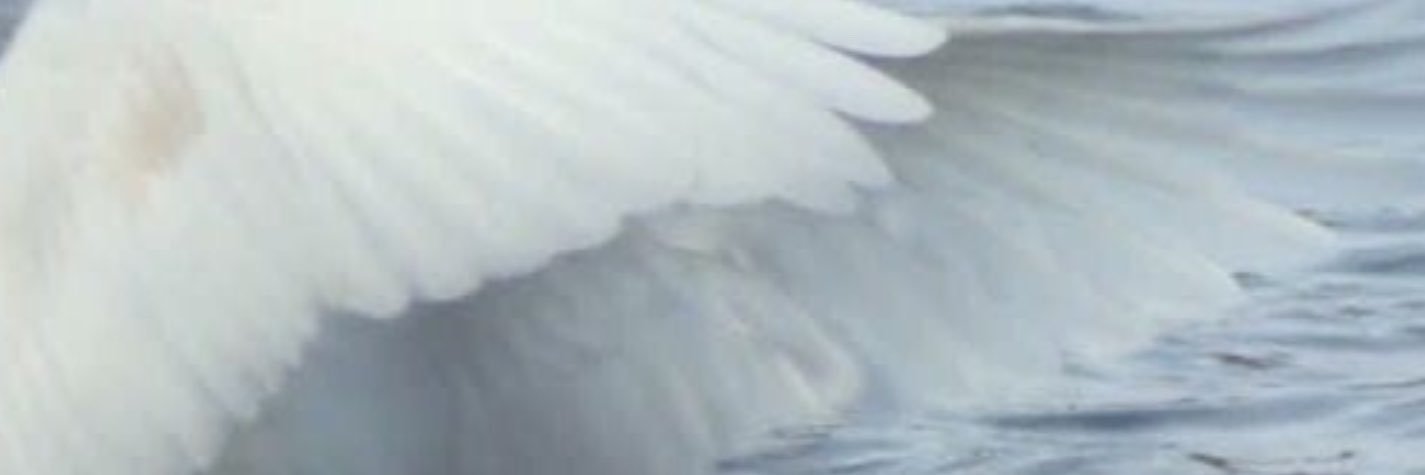 muusugar's profile banner image