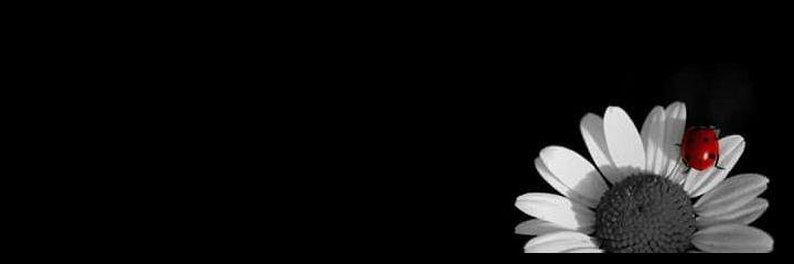 ozlemymn's profile banner image
