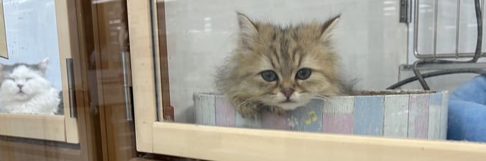 ましゃ🦔 @産能短大 banner