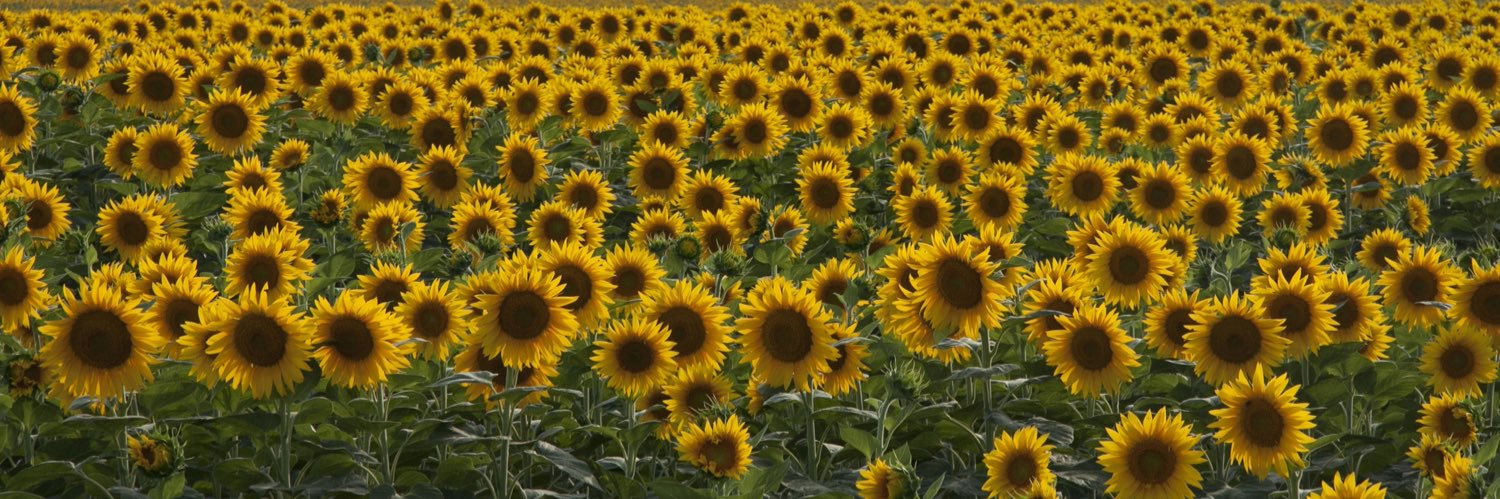 🌻Cryptic Wyrds🌻 banner
