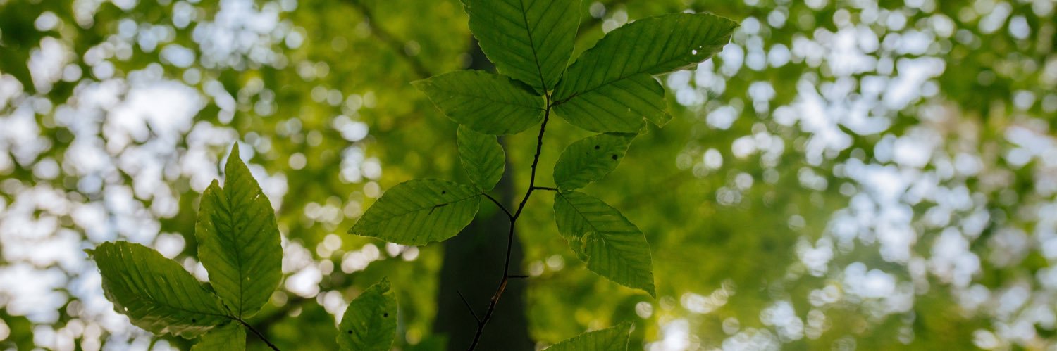 _renaewarren's profile banner image