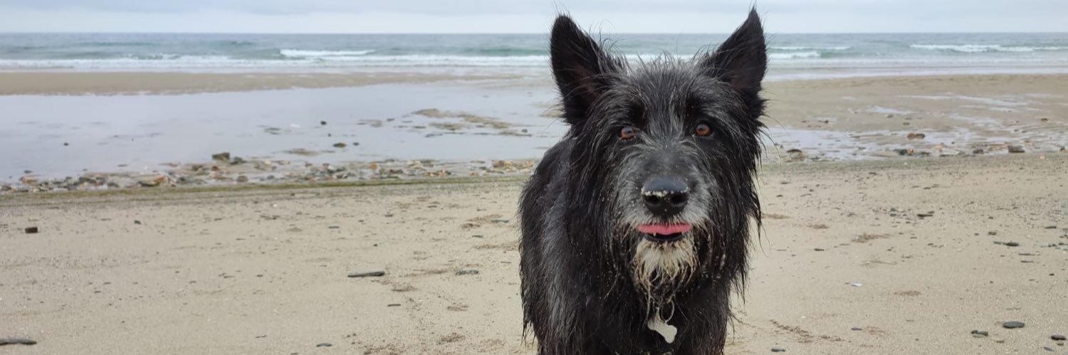 Traduvisión 🇵🇸 banner
