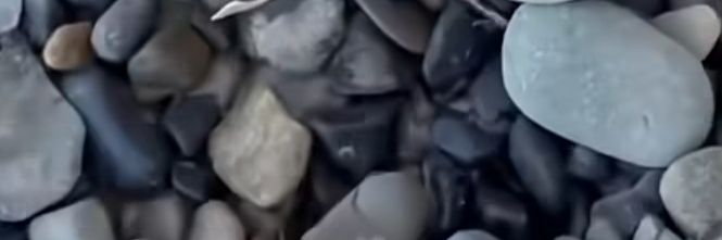 黑暗高松燈🐧🌷 banner