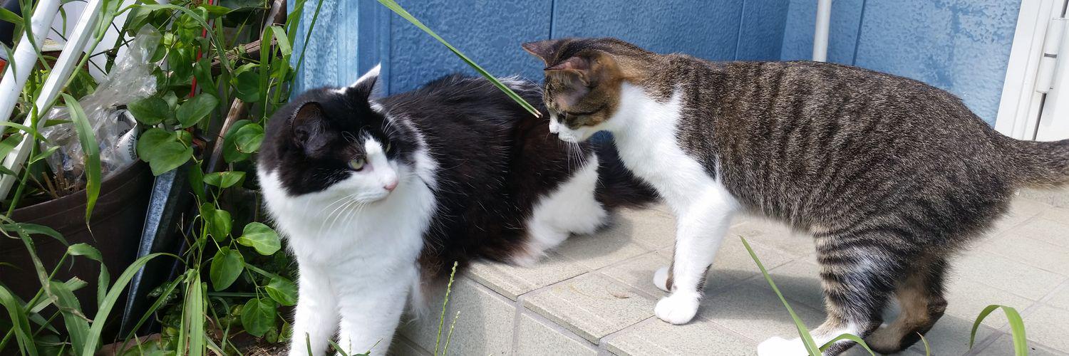 mmm_cat's profile banner image