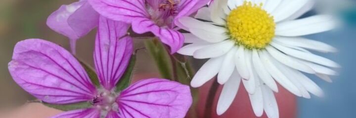 Segul_Ay's profile banner image