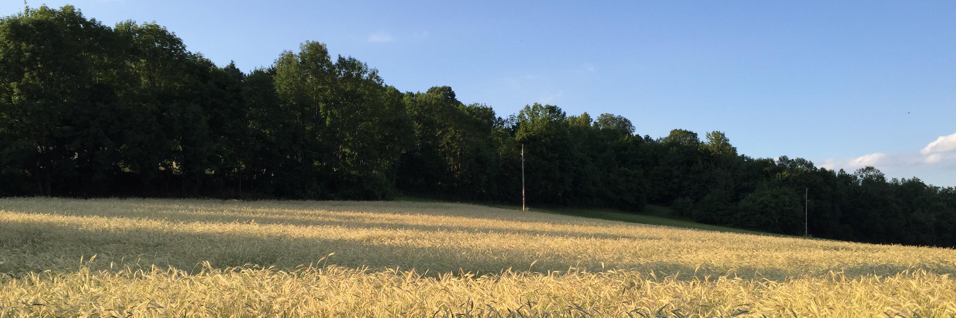 Martin Schotterer 🇪🇺 banner