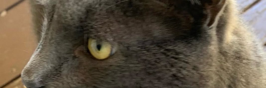 cwnyldz0's profile banner image