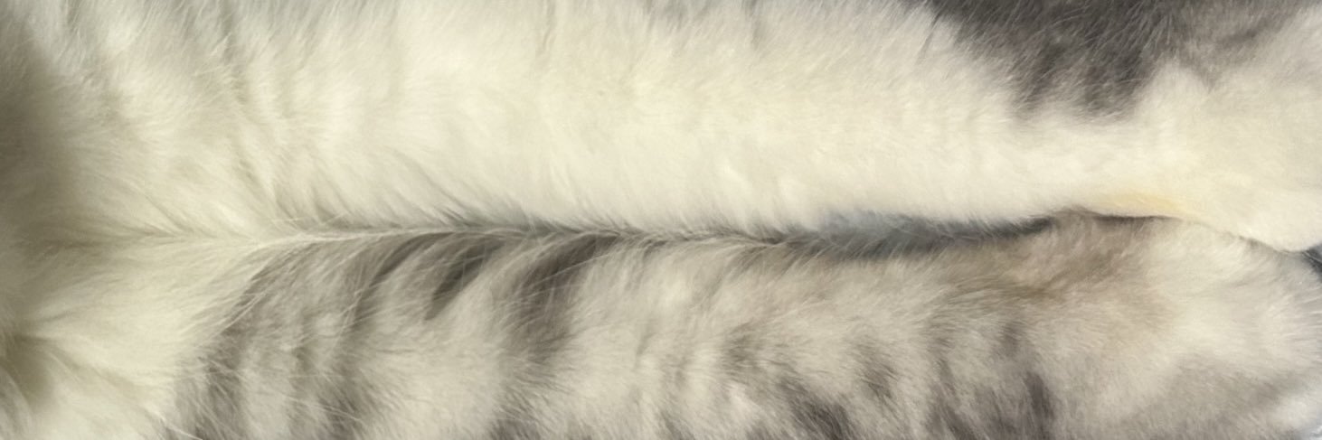 NAME DAVE (closed) banner