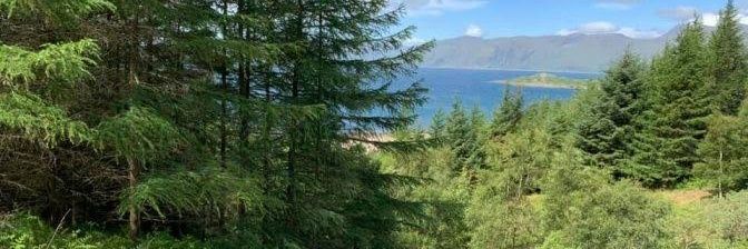 The Lady of Glencoe Wood banner