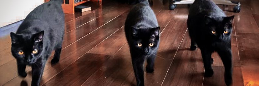 Patrick Young banner