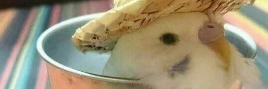 ayyygender's profile banner image