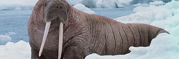 realWalrusAcct's profile banner image