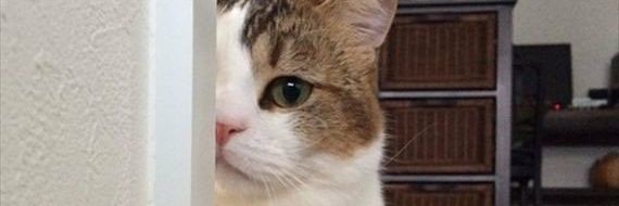 widwidrahmi's profile banner image
