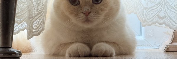 0xdesmotes Profile Banner