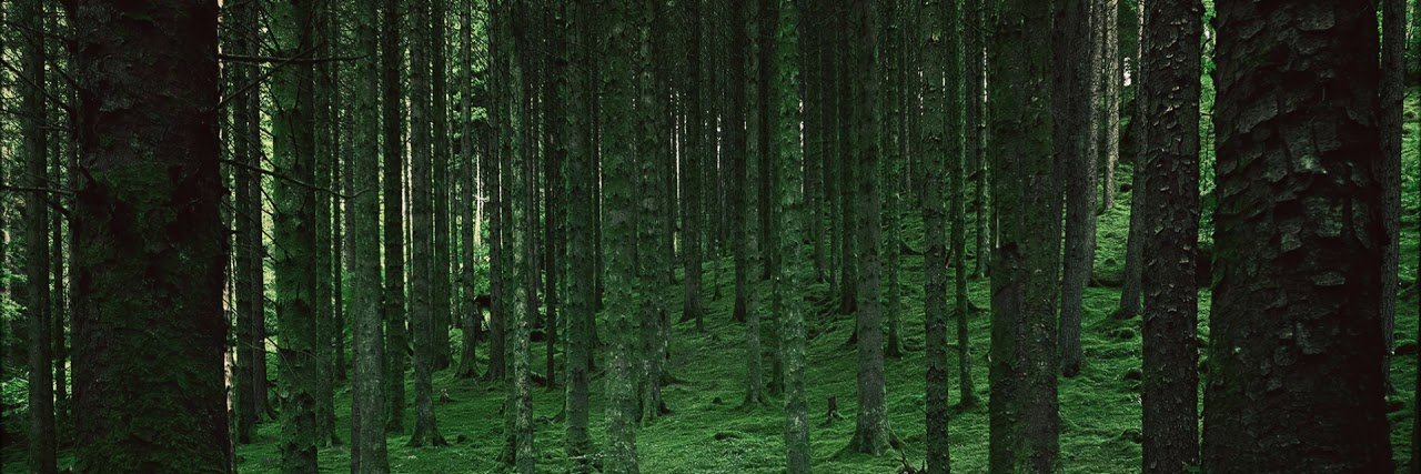 葵（あおい） banner