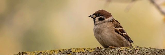 Devalk Mathilde banner