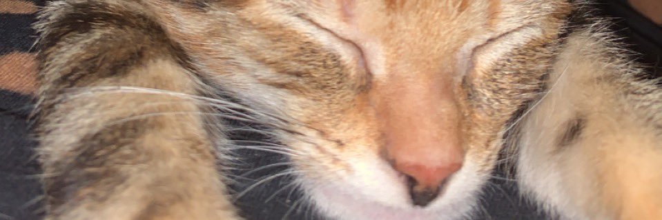 SalisLee's profile banner image