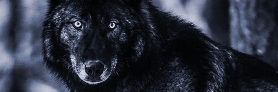 AukiR's profile banner image
