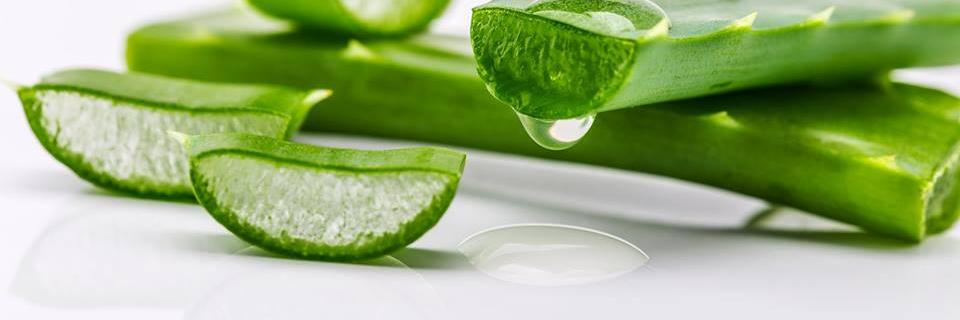 HispaloeAloe's profile banner image